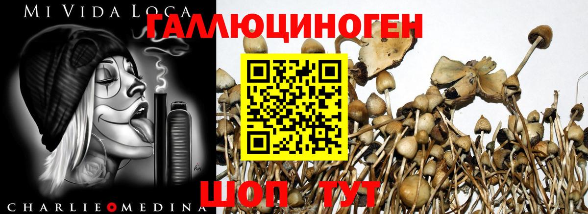 Псилоцибиновые грибы прущие грибы Качканар